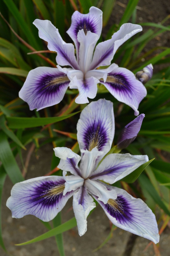 Iris laevigata Mottled Beauty [2]