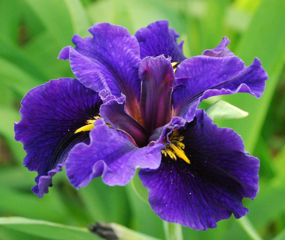 Iris Louisiana [2]