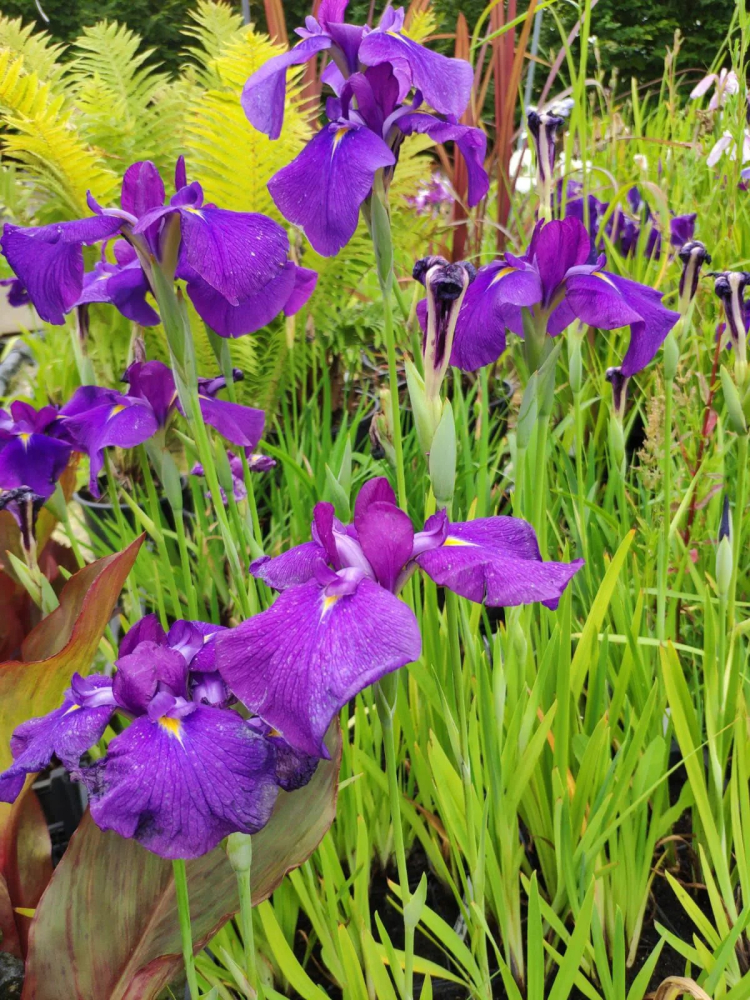 Iris Violet - Ametist - Ensata Amethyst [2]