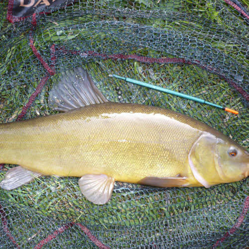 Lin (Tinca Tinca) 7-9 cm [3]
