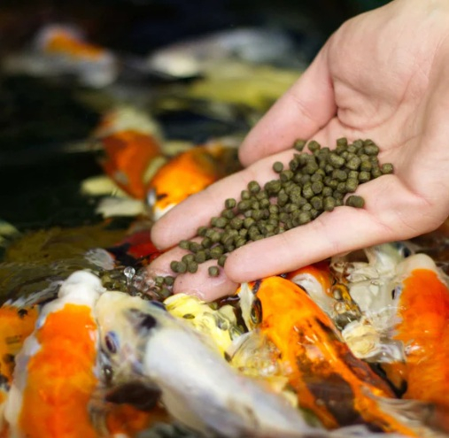 Mancare pesti premium KOI PRO 360 SINK (scufundătoare) 4,5 mm - 15 kg [3]