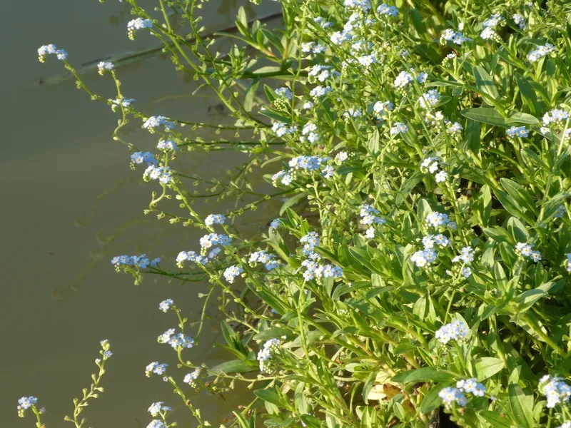 Myosotis palustris [3]