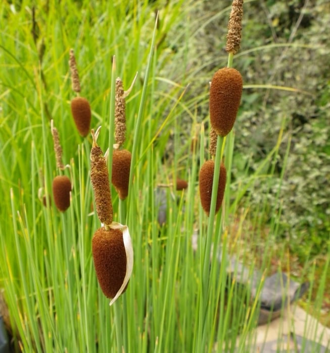 Plante iaz - Papura pitica [2]