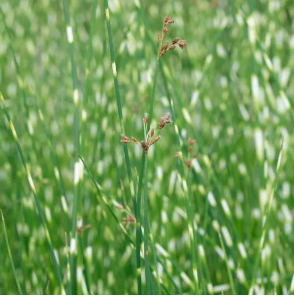 Pipirig tarcat Schoenoplectus tabernaemontani Zebrinus [2]