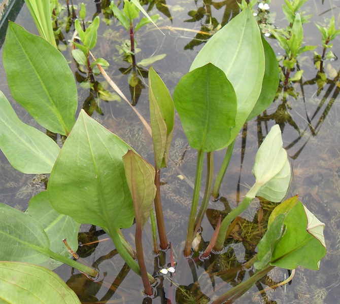 Plante iaz - Alisma [2]