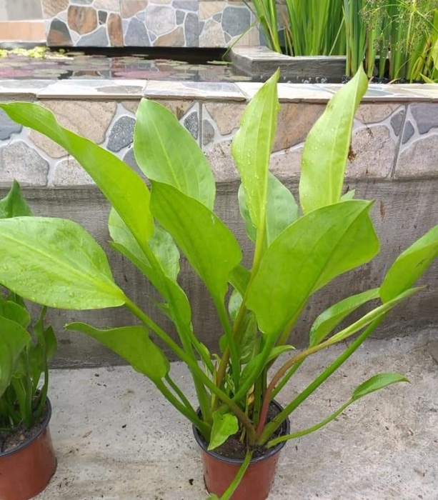 Plante iaz - Alisma [1]