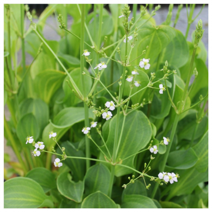 Plante iaz - Alisma [3]