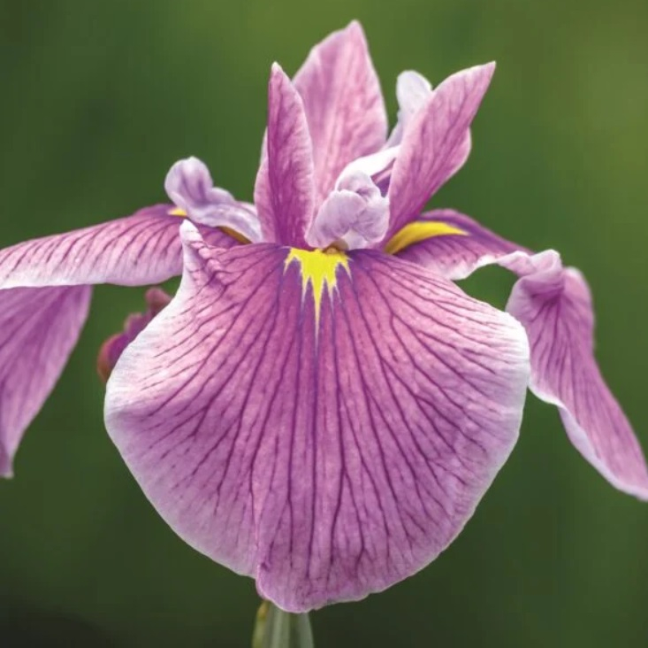 Plante Iaz - Iris Roz (Iris Laevigata Rose Queen) [3]