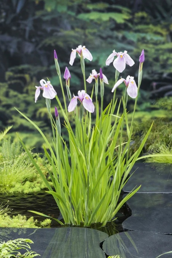 Plante Iaz - Iris Roz (Iris Laevigata Rose Queen) [2]