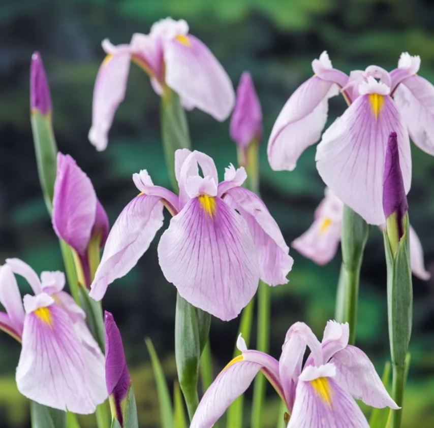 Plante Iaz - Iris Roz (Iris Laevigata Rose Queen) [1]