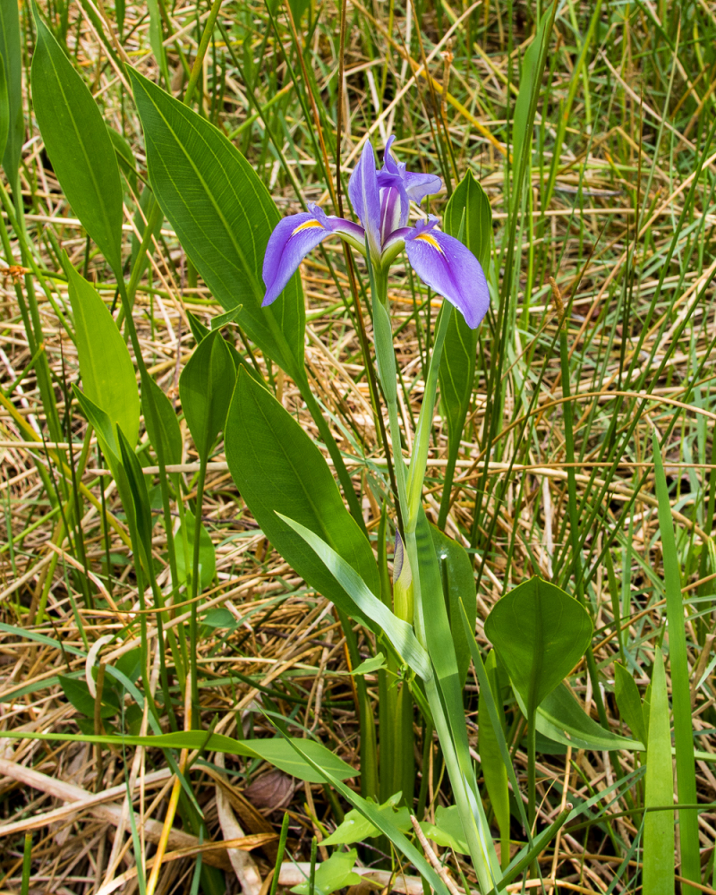 Plante Iaz - Irisi Mov (Iris violipurpurea) [2]