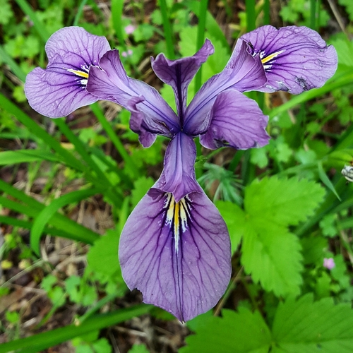 Plante Iaz - Irisi Mov (Iris violipurpurea) [1]