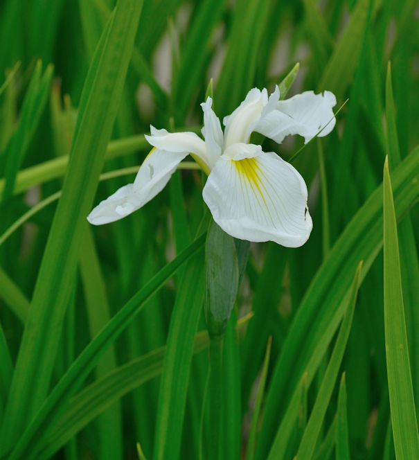 Plante Iaz - Irisi Alb (Iris Ensata Diamant) [2]