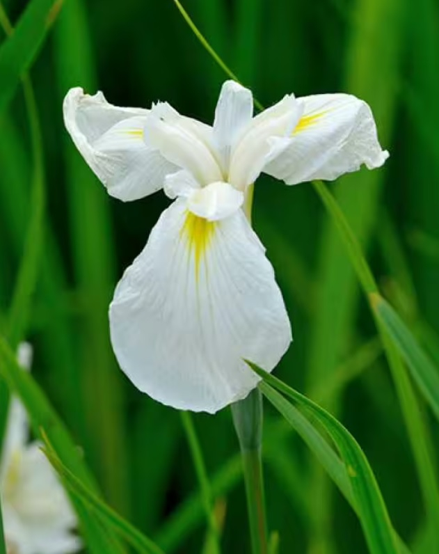 Plante Iaz - Irisi Alb (Iris Ensata Diamant) [1]