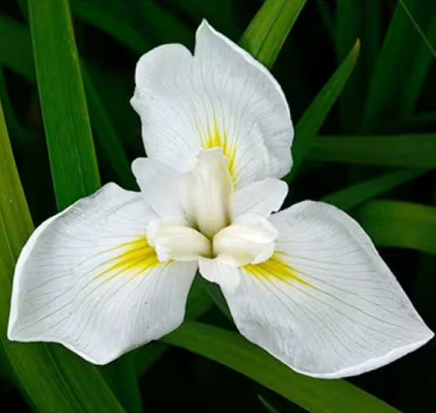 Plante Iaz - Irisi Alb (Iris Ensata Diamant) [3]
