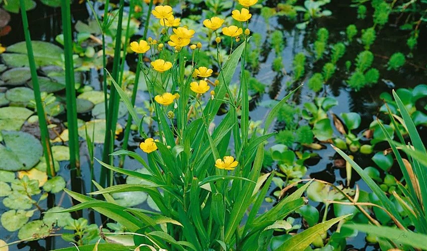 Ranunculus lingua Grandiflora [3]
