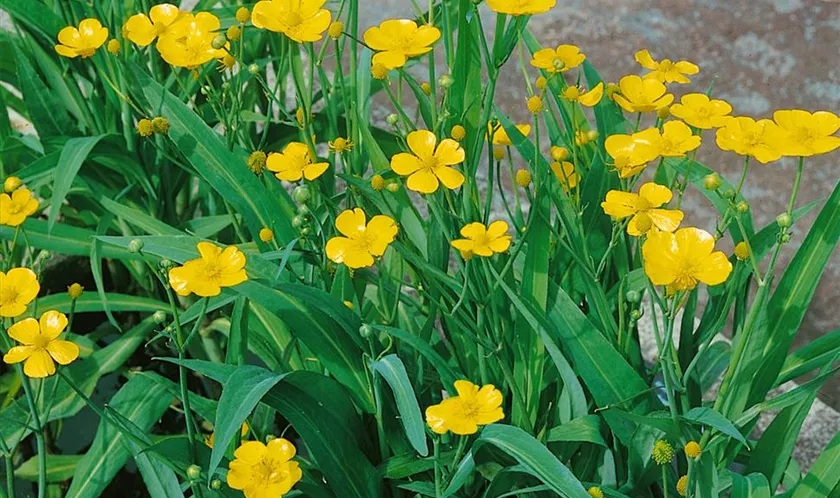 Ranunculus lingua Grandiflora [2]