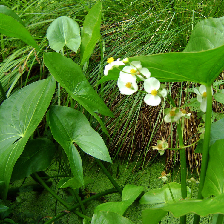 Sageata apei Sagittaria latifolia [3]