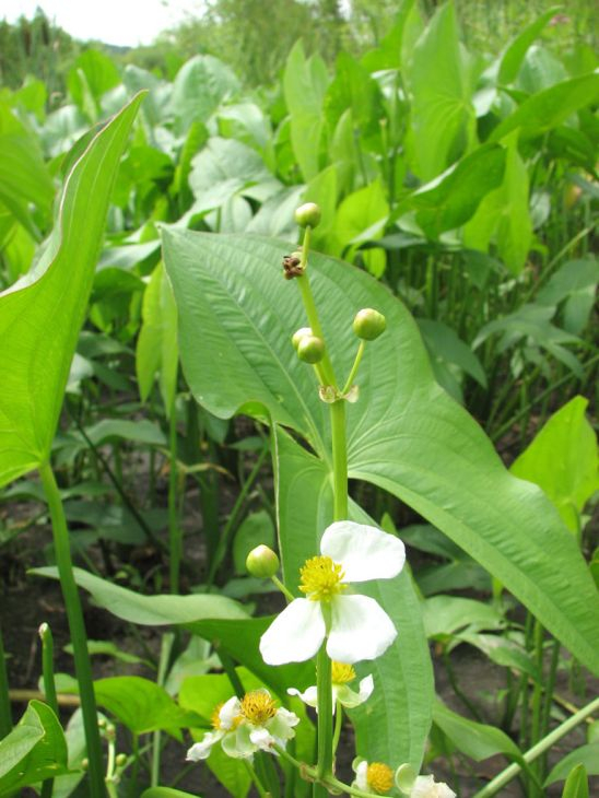 Sageata apei Sagittaria latifolia [2]