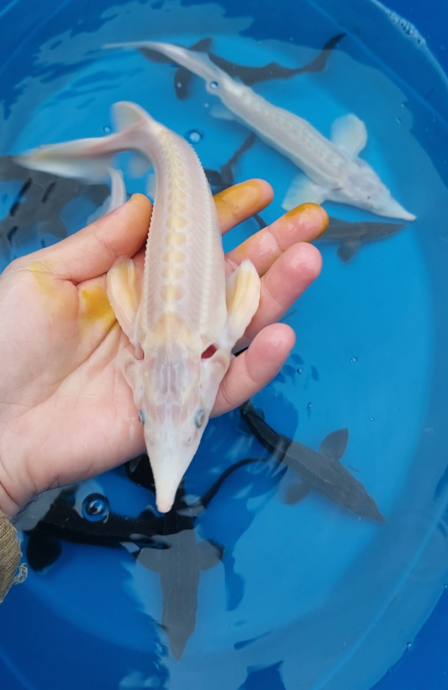 Sturion - Cega Albino (Acipenser ruthenus Albino) [2]