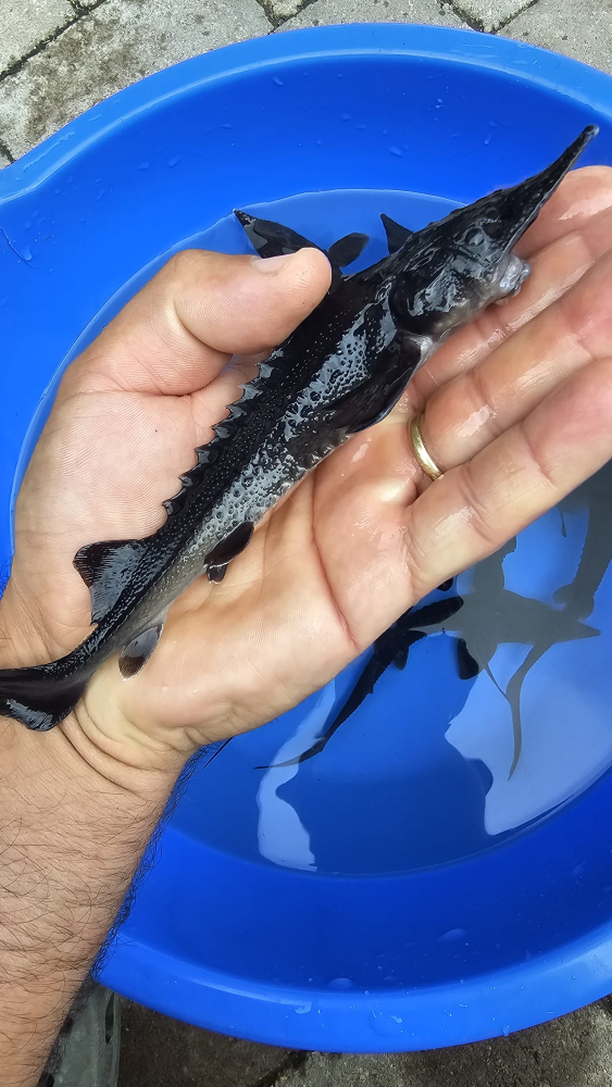 Sturion - Nisetru Siberian (Acipenser baerii) - 20 - 22 cm [2]