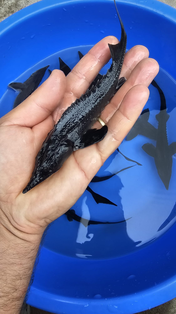 Sturion - Nisetru Siberian (Acipenser baerii) - 20 - 22 cm [3]