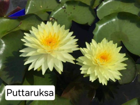 Plante Iaz - Nufar Puttaruska