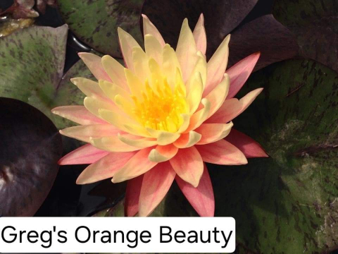 Plante Iaz - Nufar Greg's Orange Beauty