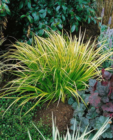 Acorus gramineus Ogon [2]