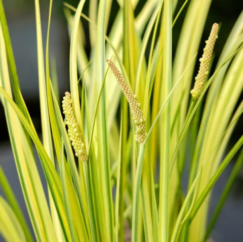 Acorus gramineus Ogon [1]