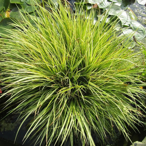 Plante Iaz - Acorus gramineus Ogon