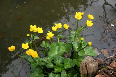 Caltha palustris [1]
