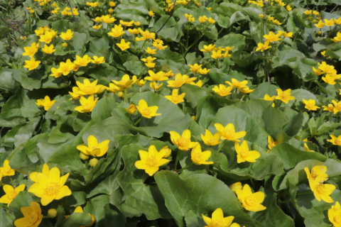 Plante Iaz - Caltha palustris