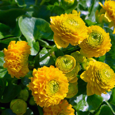 Plante Iaz - Caltha palustris Multiplex