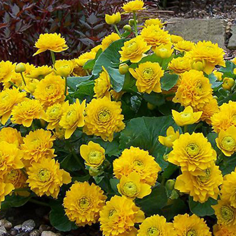 Caltha palustris Multiplex [2]