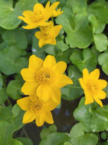 Caltha palustris var. polypetala [1]