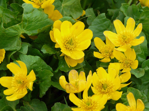 Plante Iaz - Caltha palustris var. polypetala