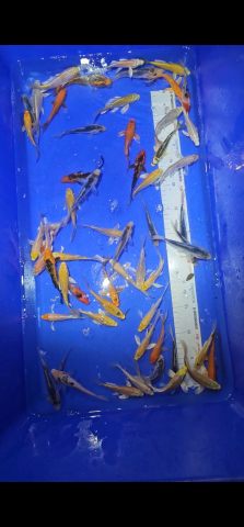 Crapi Koi S - Butterfly  8 -12 cm