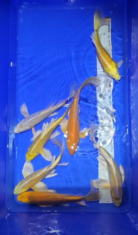Crapi Koi Standard / Butterfly - Crapi Koi - Butterfly - HQ Selected 25-30 cm