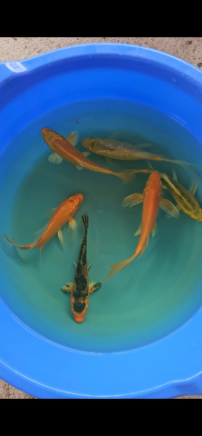 Crapi Koi Standard / Butterfly - Crapi Koi - Butterfly - Standard 15-20 cm