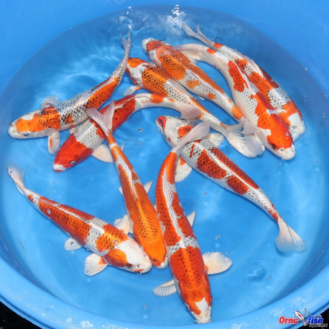 Crapi Koi Japonia - JapanKoiService / Ornafish [2]
