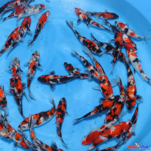 Crapi Koi Japonia - JapanKoiService / Ornafish