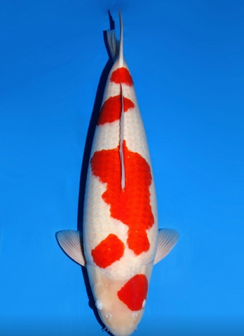 Crapi Koi Japonia - Japan Koi Serivce