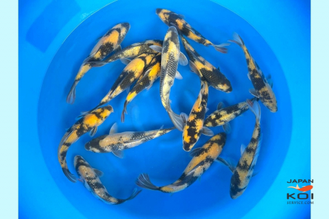 Crapi Koi - Crapi Koi Japonia KiUtsuri si GinRin KiUtsuri