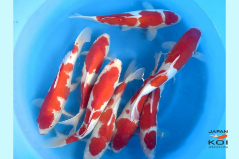Crapi Koi - Import Japonia - Crapi Koi Japonia Kohaku 35-40 cm