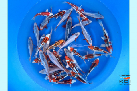 Crapi Koi - Crapi Koi Japonia Kujaku & Asagi