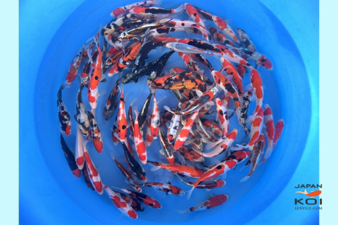 Crapi Koi - Crapi Koi Japonia Tosai Tateshita Mix - Diverse varietati