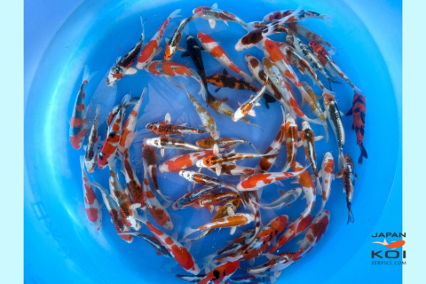 Crapi Koi - Import Japonia - Crapi Koi Japonia Tosai Selected - Diverse varietati 13-16cm