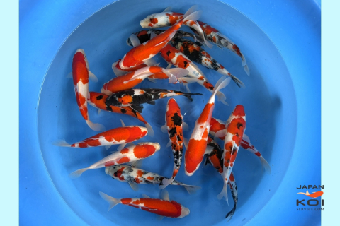 Crapi Koi - Import Japonia - Crapi Koi Japonia 2sai Gosanke Mix - 25-30cm