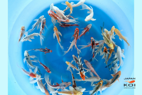 Crapi Koi - Import Japonia - Crapi Koi Japonia Tosai Butterfly - Diverse varietati 12-15cm